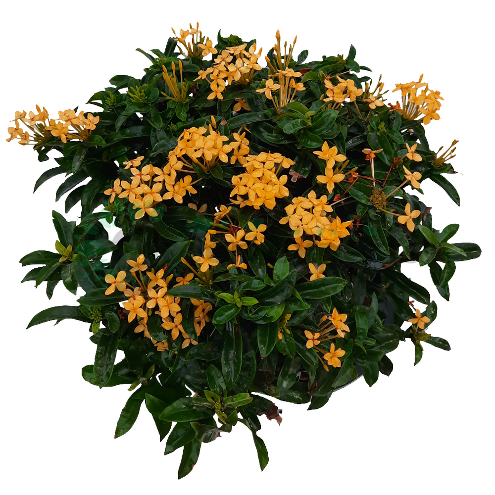 Yellow Ixora Ixora chinensis gallery image 7