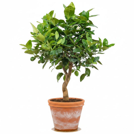 Citrus Aurantifolia, Citrus Omani – image 2