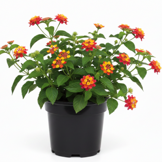 Lantana Camara, Red Sage – image 2