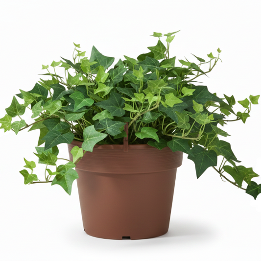 Hedera helix, English Ivy – image 2