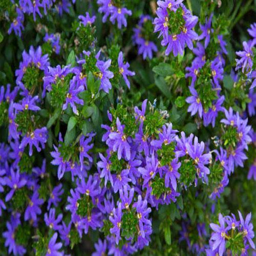 Scaevola Aemula, Blue Wonder – image 2