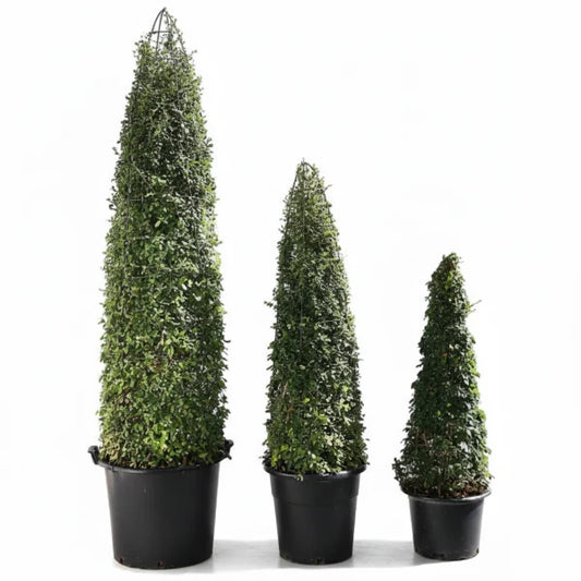 Ehretia microphylla, Fukien Tea, Cone Shape – image 2