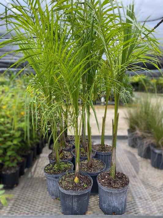 Royal Palm, Roystonia Regia – image 2