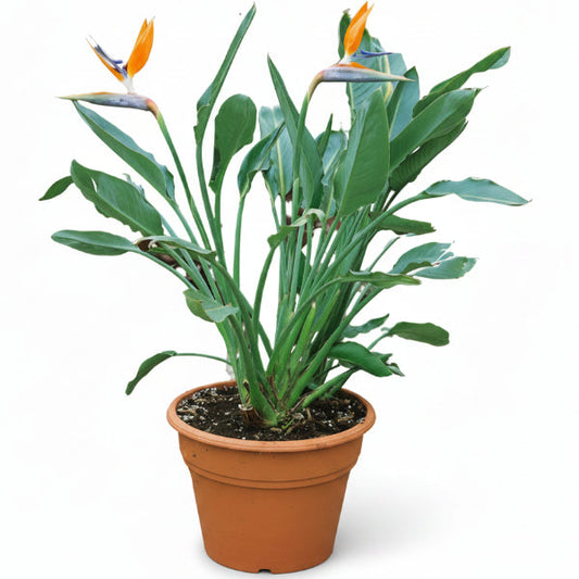 Bird of Paradise, Strelitzia Reginae, outdoor – image 2