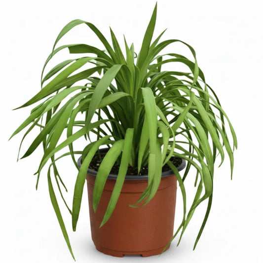 Yucca Desmetiana, Blue Boy – image 2