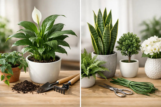 Indoor Plants vs Artificial Plants for Your Home
