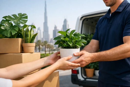 Online Plant Delivery Made Easy in Dubai
