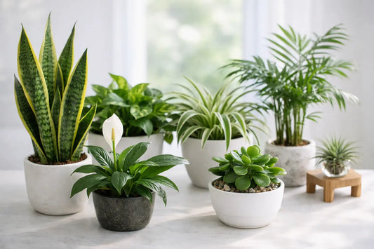 10 Low Maintenance Plants That Purify Air