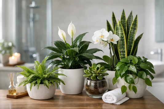 10 Best Plants for Bathrooms That Stay Fresh