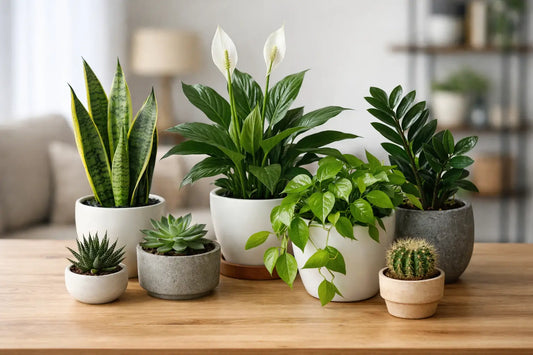 12 Best Plants for Busy People at Home