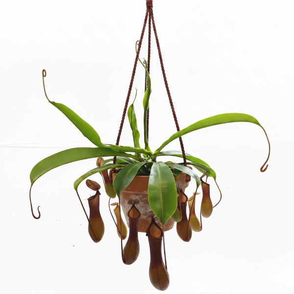 Carnivorous Plants – Green Plants
