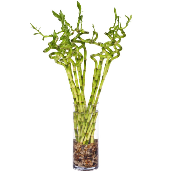 Dracaena Plants – Green Plants