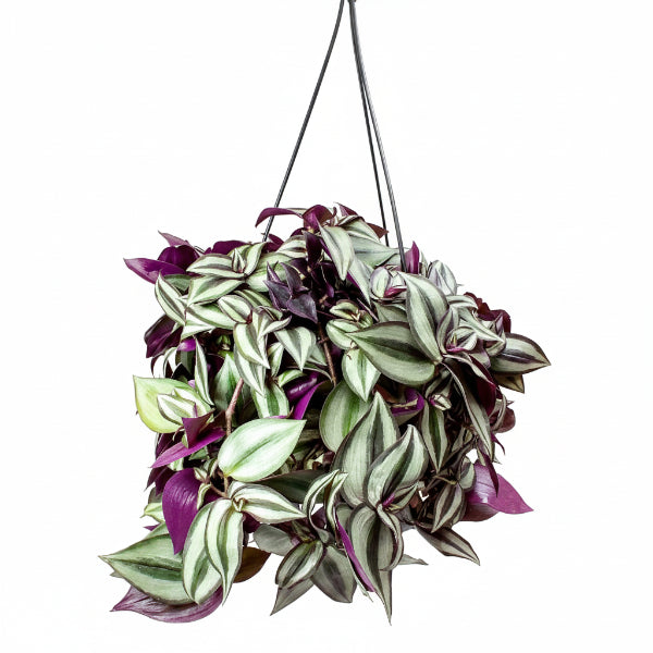 Hanging & Trailing Plants – Green Plants