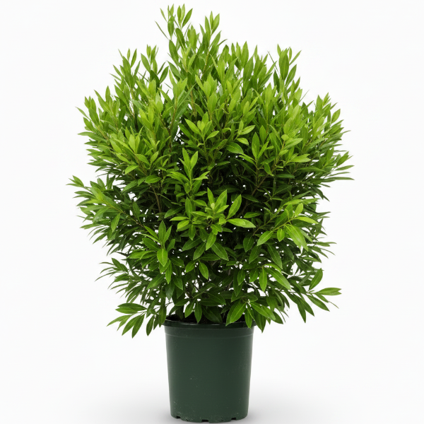 Grasses – Green Plants