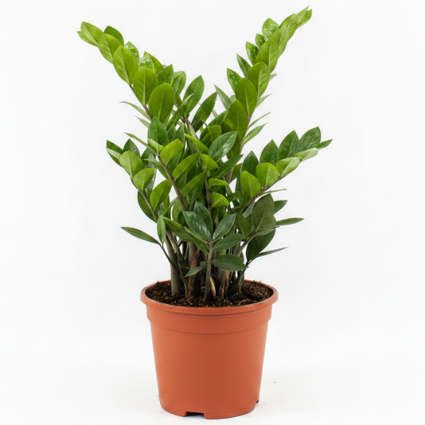 Low-Light Plants – Green Plants