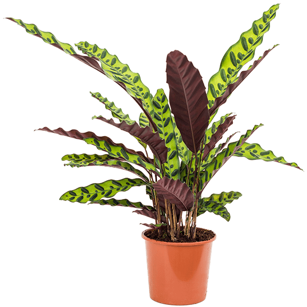 Office Plants – Green Plants