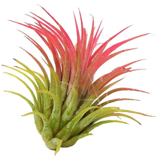 Air Plants – Green Plants