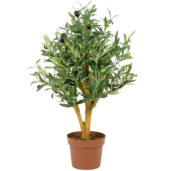 Fruit Trees – Green Plants