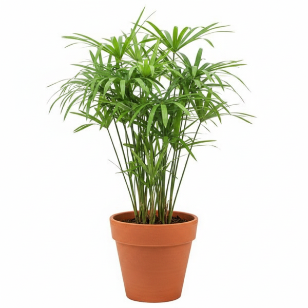 Aquatic Plants – Green Plants