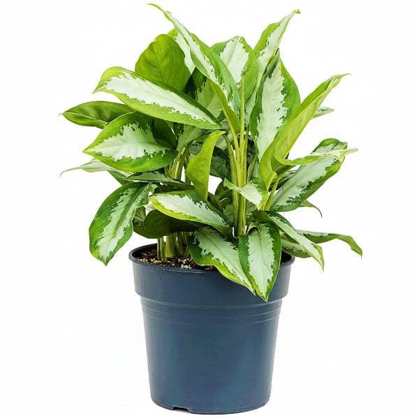 Aglaonema Plants – Green Plants