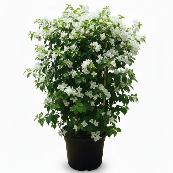Climbers & Vines – Green Plants