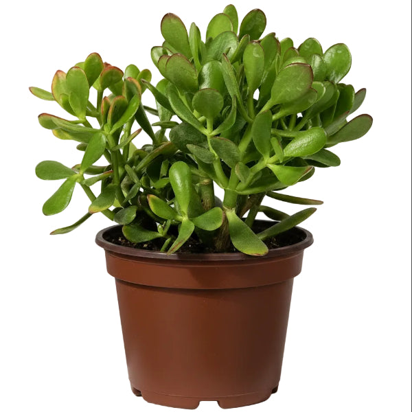 Evergreen Plants – Green Plants