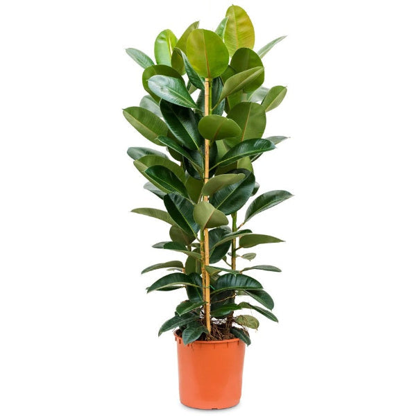Ficus Plants – Green Plants