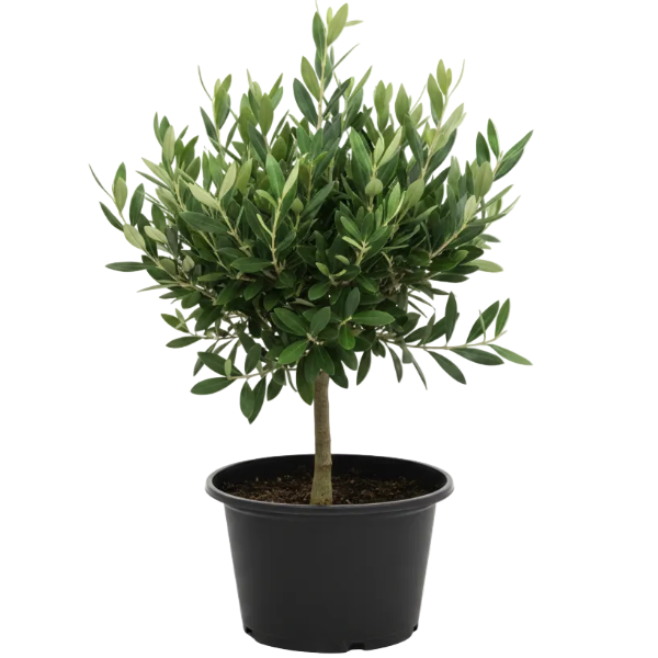 Collector & Specialty Plants – Green Plants