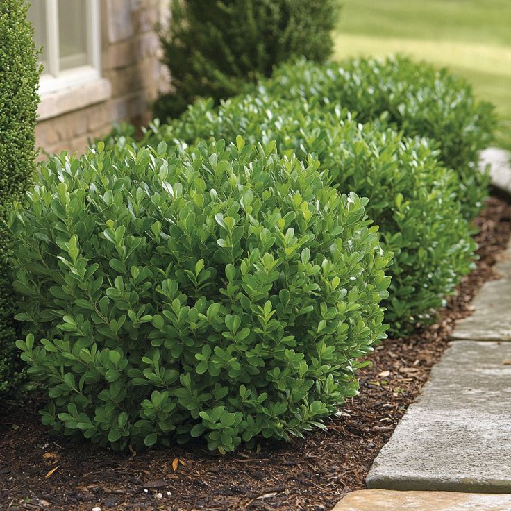 Shrubs Bushes