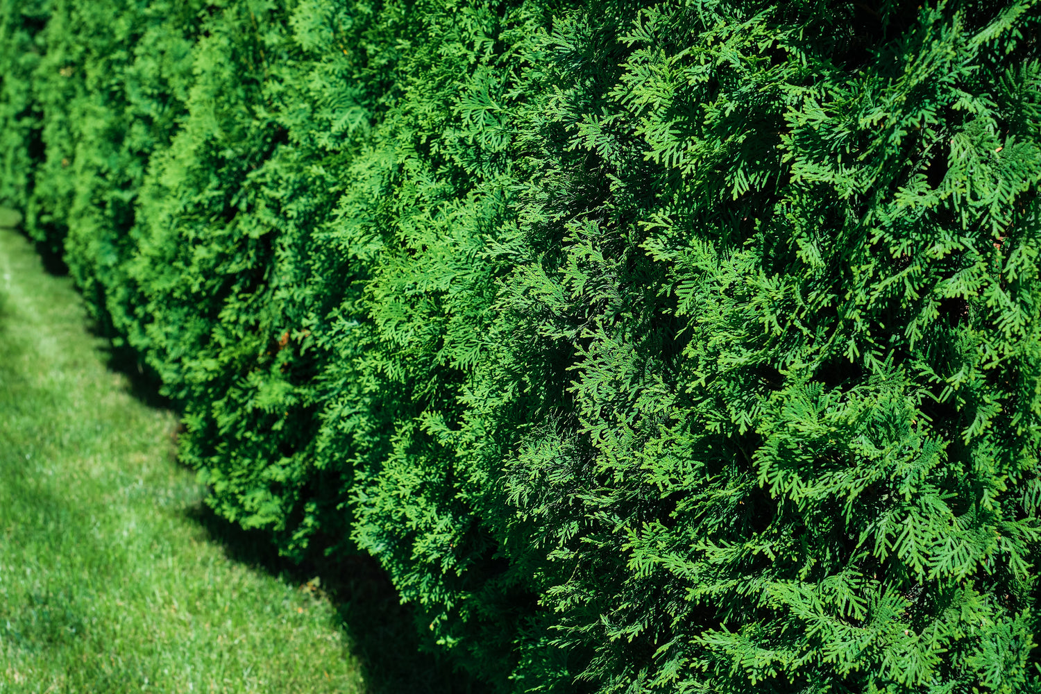 Shrubs