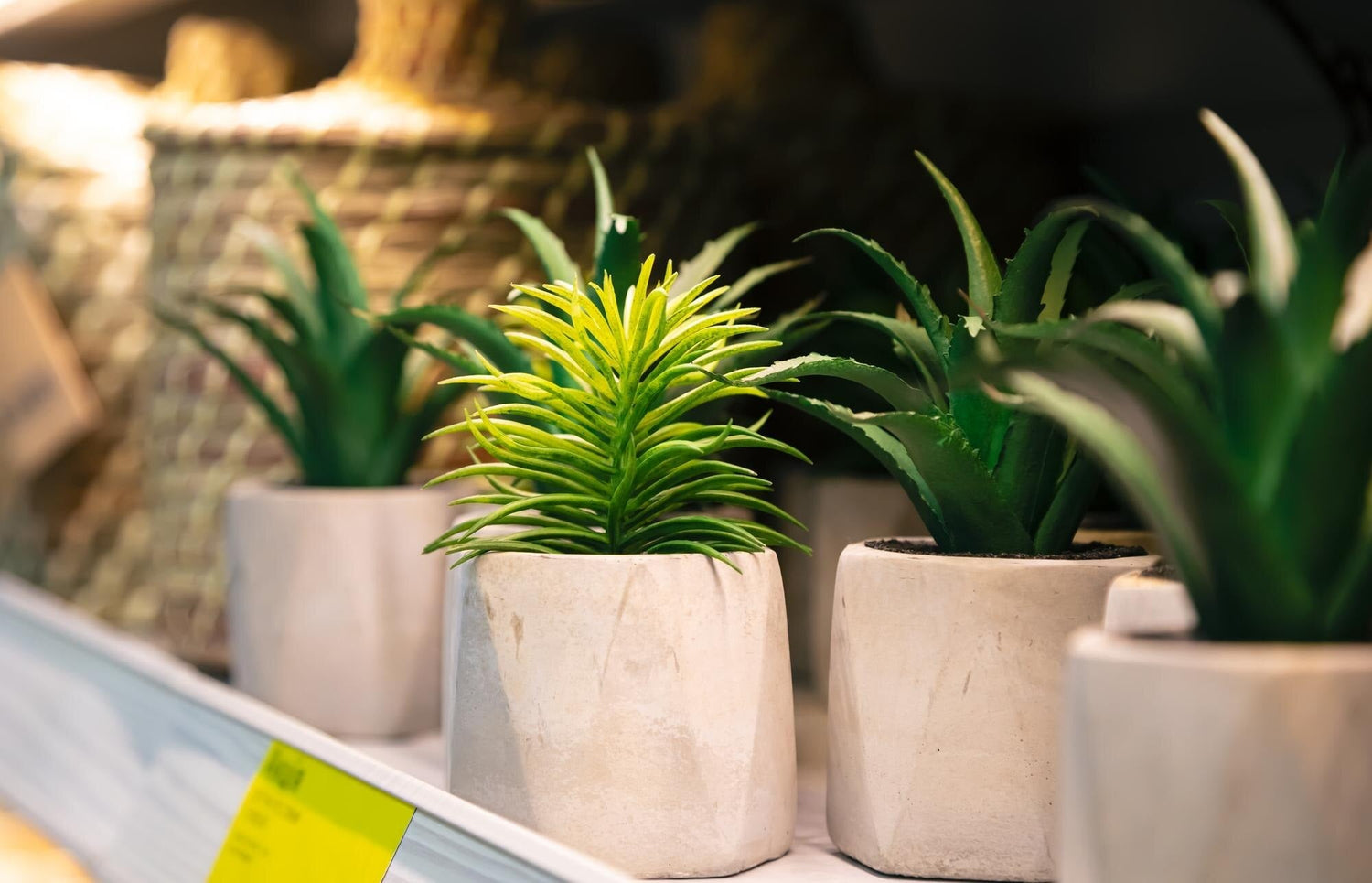 Plant Pots