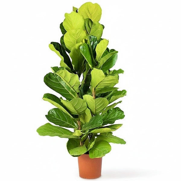 Indoor Plants – Green Plants