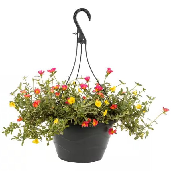 Outdoor Flowering Plants – Green Plants