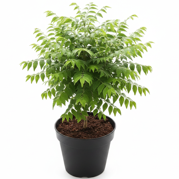 Herbs & Vegetables – Green Plants