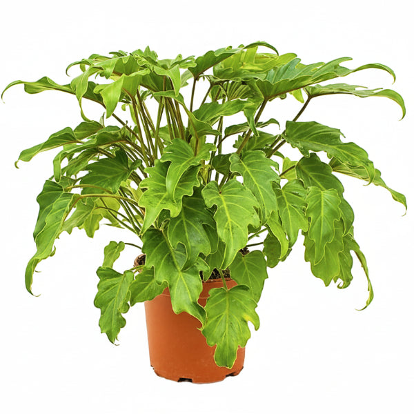 Philodendron Plants – Green Plants