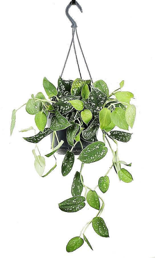 Satin Pothos Hanging – image 3