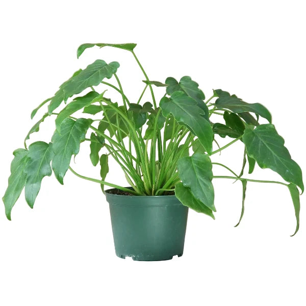Philodendron xanadu – image 5