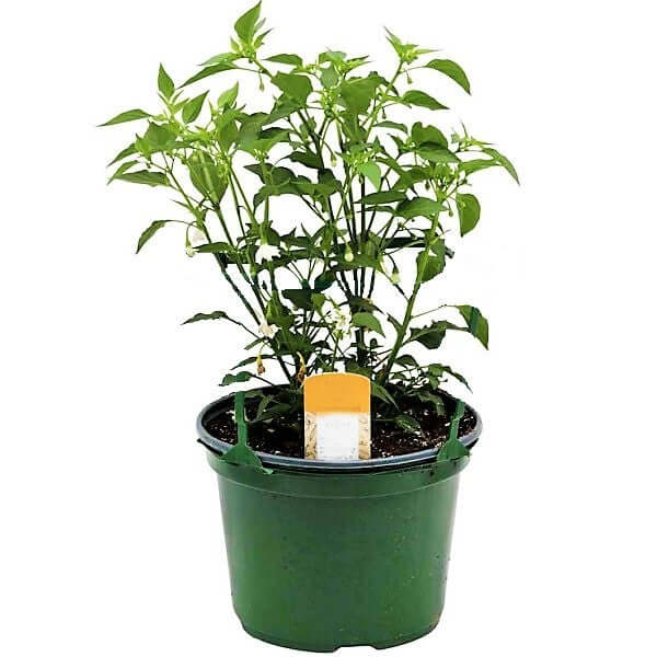 Hot Chili Plant – image 3