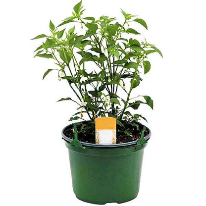 Hot Chili Plant – image 3
