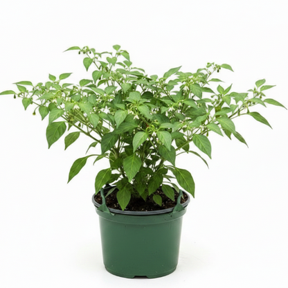Hot Chili Plant – image 6