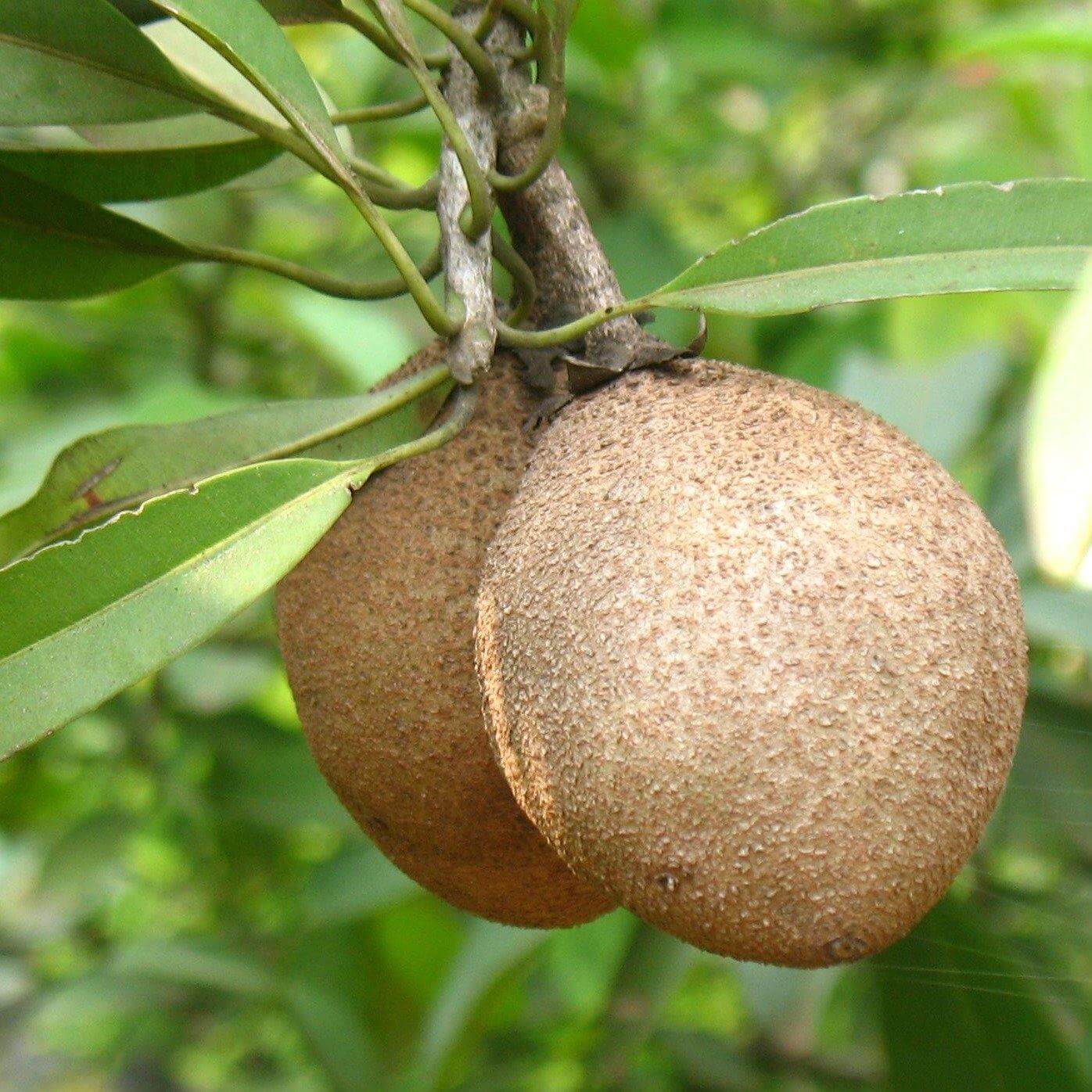 Chicko Tree, Manilkara Zapota – image 3