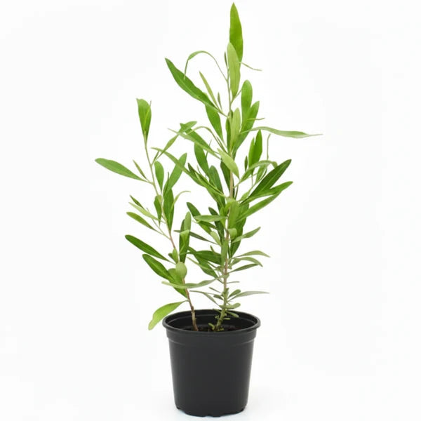 Miswak Plant, Salvadora persica, Toothbrush Tree – image 4