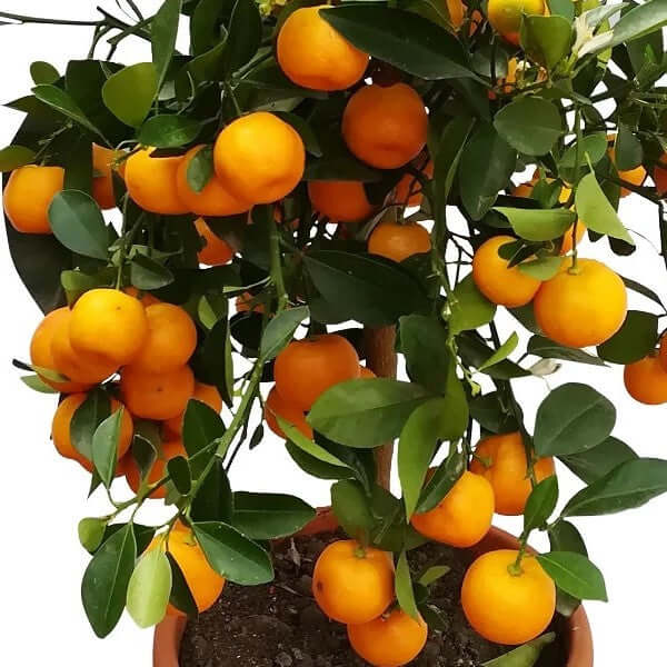Citrus Microcarpa, Calamansi Citrus – image 3