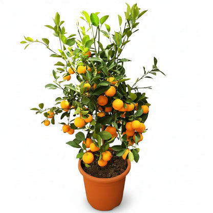 Citrus Microcarpa, Calamansi Citrus – image 1
