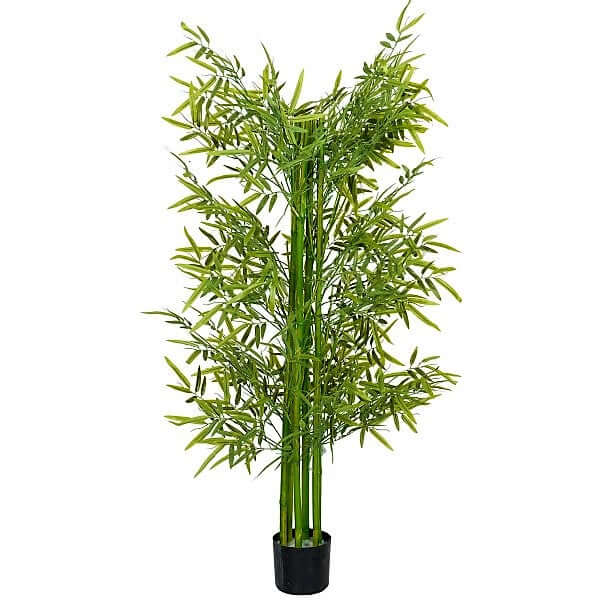 Bambus Green, Tropical Bamboo – image 7