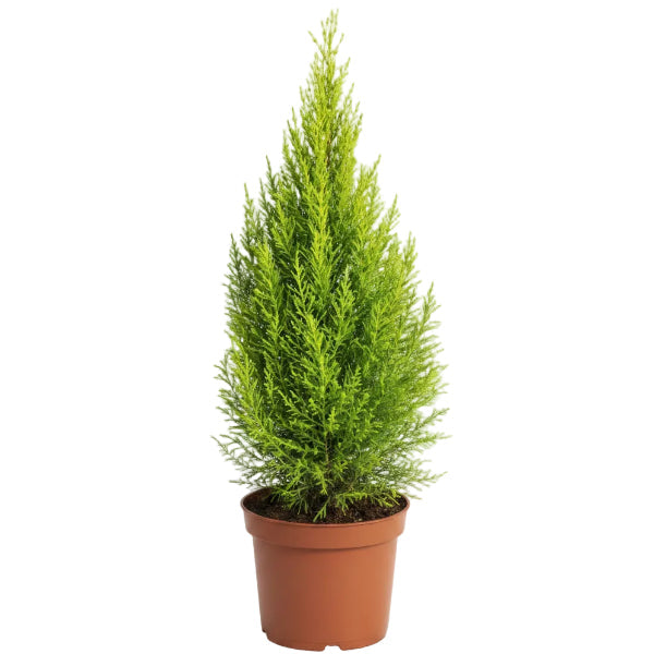 Goldcrest Wilma, Cupressus macrocarpa, Lemon Cyperus – image 1