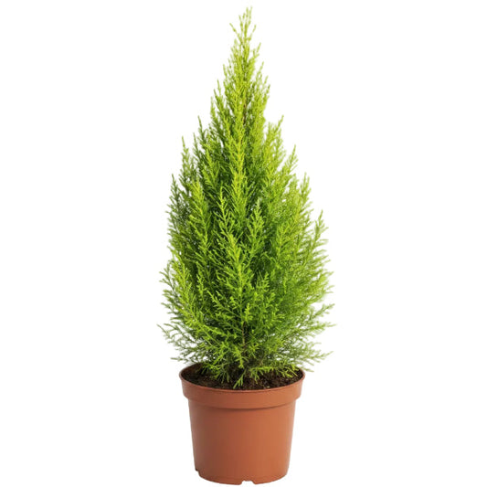 Goldcrest Wilma, Cupressus macrocarpa, Lemon Cyperus – image 1