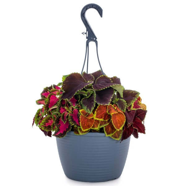 Coleus Mix per piece (small) – image 3
