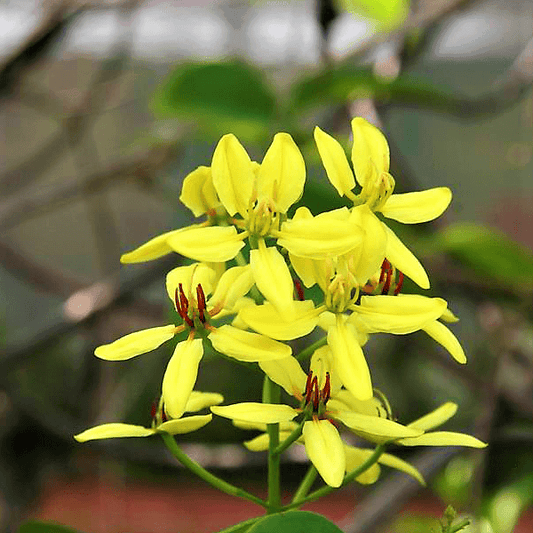 Tristellateia australasiae, Shower of Gold Climber – image 2
