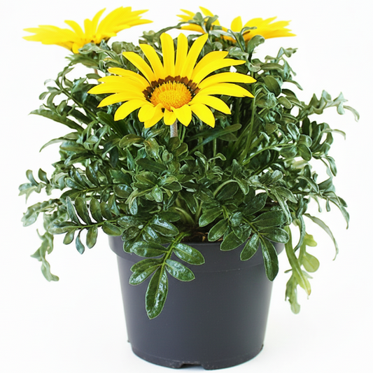 Gazania Flowering Plants – image 1